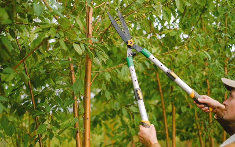 Tree trimming in Eckerty, IN